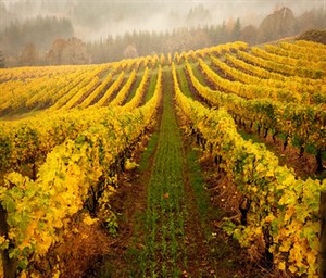 Oregon vines