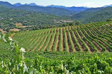vineyards at abbatucci